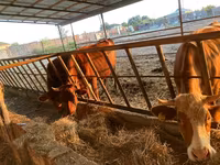 İnək, Simmental cattle — foto 2
