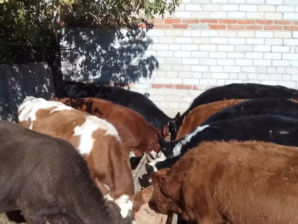 أبقار (دفعة، الجنس غير محدد), Swiss cattle