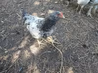 Chickens — foto 4
