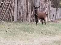 Ram, Sheep — photo 1