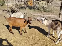 母山羊, Boer goat — 照片 3