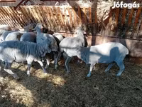 Baran, Merino sheep — zdjęcie 8