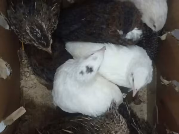 Quails — Azerbaijan