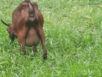 عنزة, Irish goat — الصورة 7