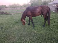 घोड़ा, Azerbaijan horse — फ़ोटो 6