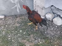 Chickens — photo 3