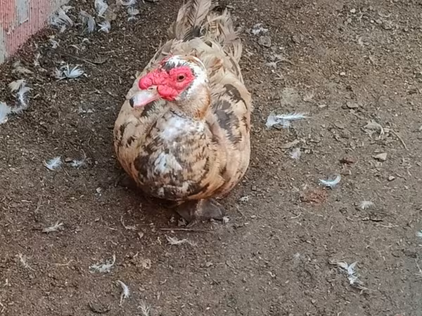 Domestic Muscovy — Azerbaijan