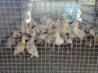 Ducks — photo 1