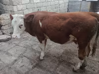 بقرة, Simmental cattle — الصورة 1