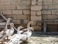 Geese — foto 3