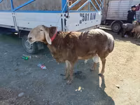 Qoç, Arashan sheep — foto 6