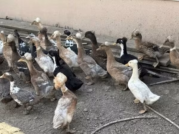 Ducks