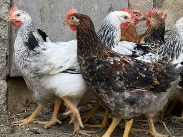 Chickens — Azerbaijan