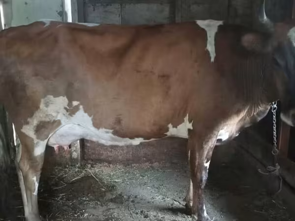 İnək, Simmental cattle — Azərbaycan