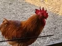Chickens — الصورة 5