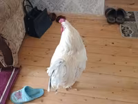Chickens — foto 5