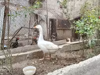 Geese — photo 2
