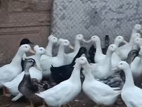 Alman Pekin — foto 1