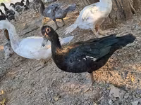 Ducks — 照片 6