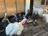 Turkeys — foto 1