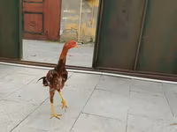 Chickens — الصورة 2