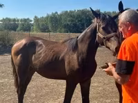 Stute, Nonius horse — Foto 2