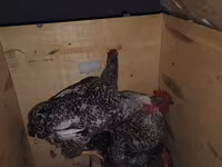 Chickens — zdjęcie 3