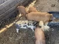 मादा सूअर, सूअर — फ़ोटो 3