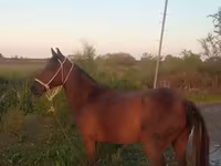 Mare, Karabakh horse — photo 4