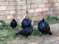 Turkeys — photo 2