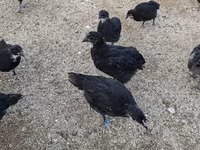 Chickens — foto 4