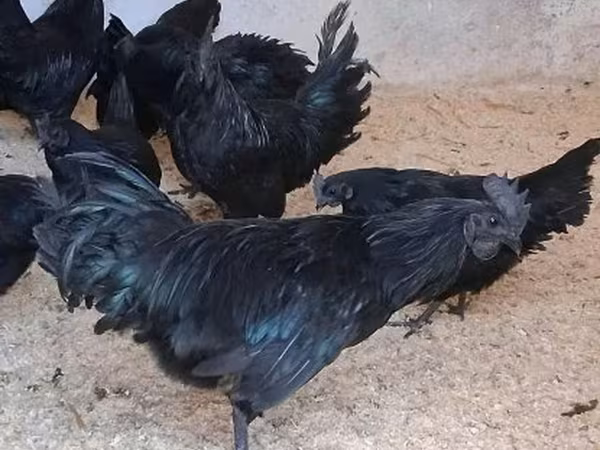Ayam Cemani