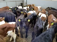 Vaca, Russian Black pied cattle — foto 2