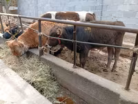 Býk, Swiss cattle — foto 2