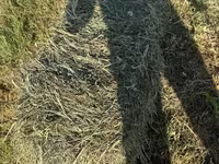 Խոտի տուկ Խառ խոտ — الصورة 4