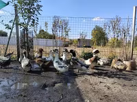 كريستد — الصورة 2