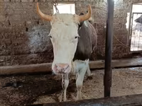 İnək, Simmental cattle — foto 3