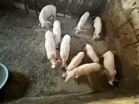 Säue, Ландрас — Foto 4