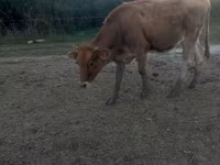 Cow, Jersey breed — photo 3