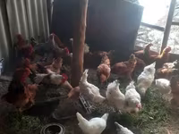 Chickens — الصورة 4