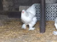 Brahma — photo 8