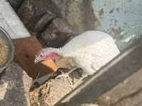 Turkeys — photo 1