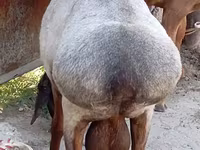 Widder, Ordabasy sheep — Foto 6