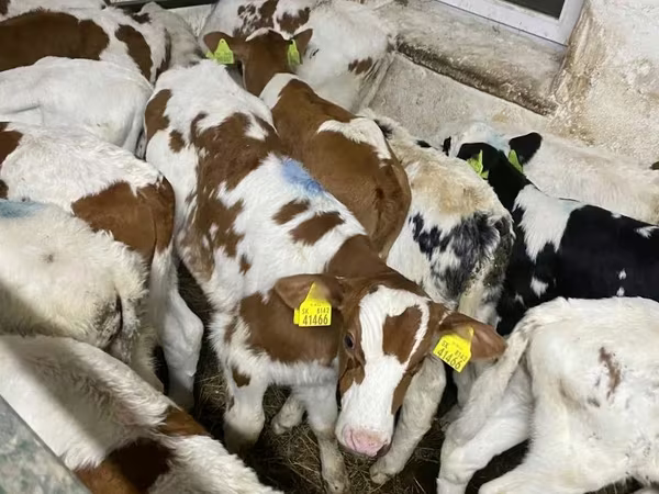ثور, Simmental cattle