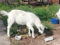 عنزة, Alpine goat — الصورة 3