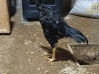 Chickens — foto 6