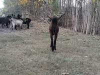 Ram, Sheep — photo 2