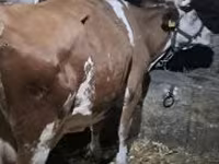 母牛, Hungarian Grey breed — 照片 1