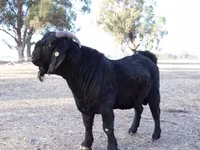 Koza, Boer goat — foto 5