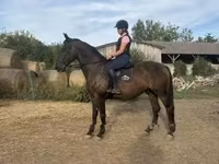 公马, Nonius horse — 照片 4